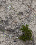 Pine barren stitchwort